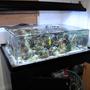 150 gallons saltwater fish tank (mostly fish, little/no live coral) - my tank