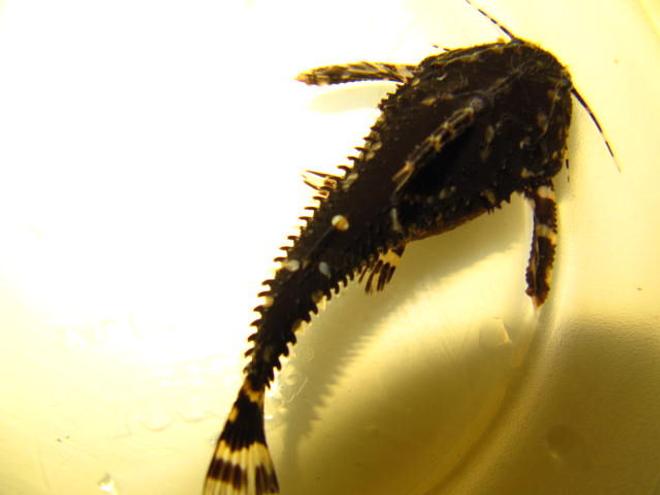 freshwater fish stocking in 55 gallons tank