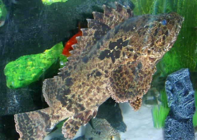 freshwater fish - notesthes robusta - bullrout stonefish stocking in 400 gallons tank - "Karn" My Bullrout Stonefish (poisonous)
