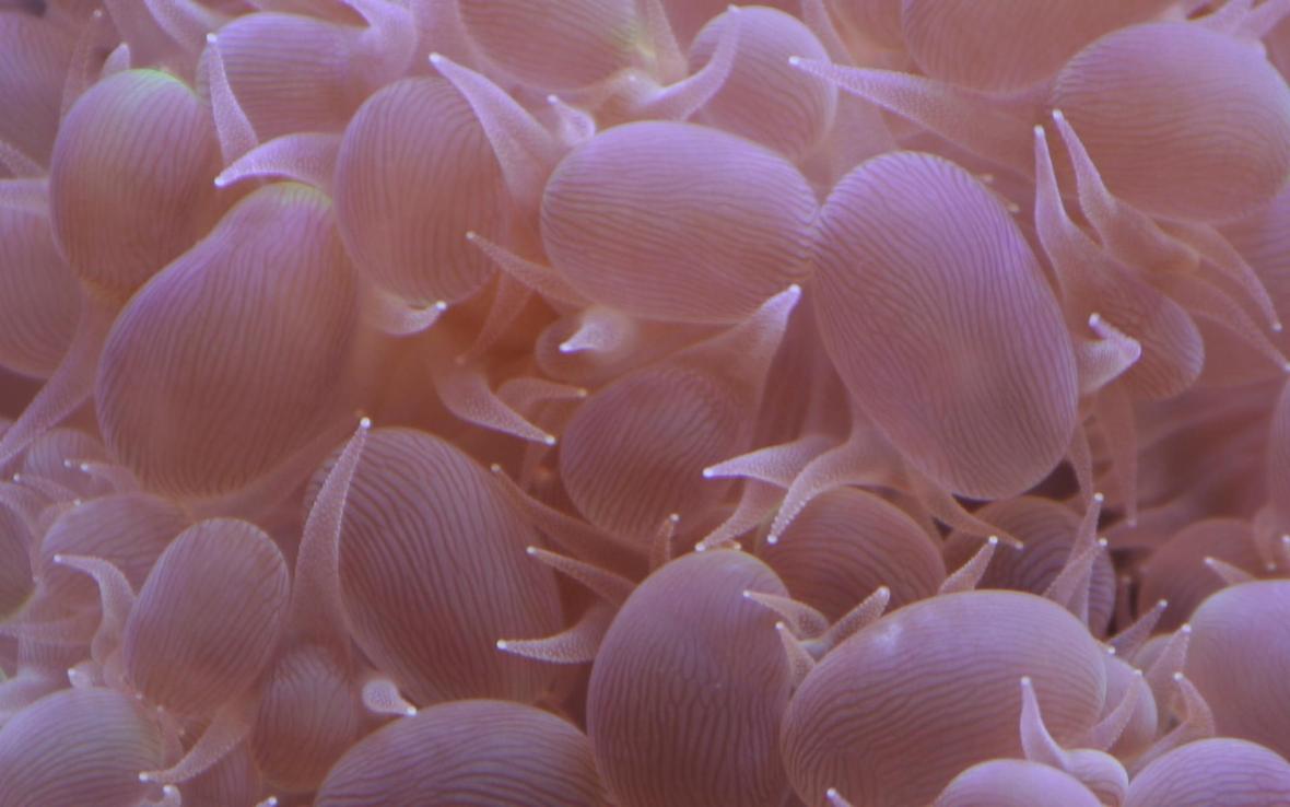corals inverts - plerogyra sinuosa - bubble coral stocking in 300 gallons tank - Bubble Coral Closeup