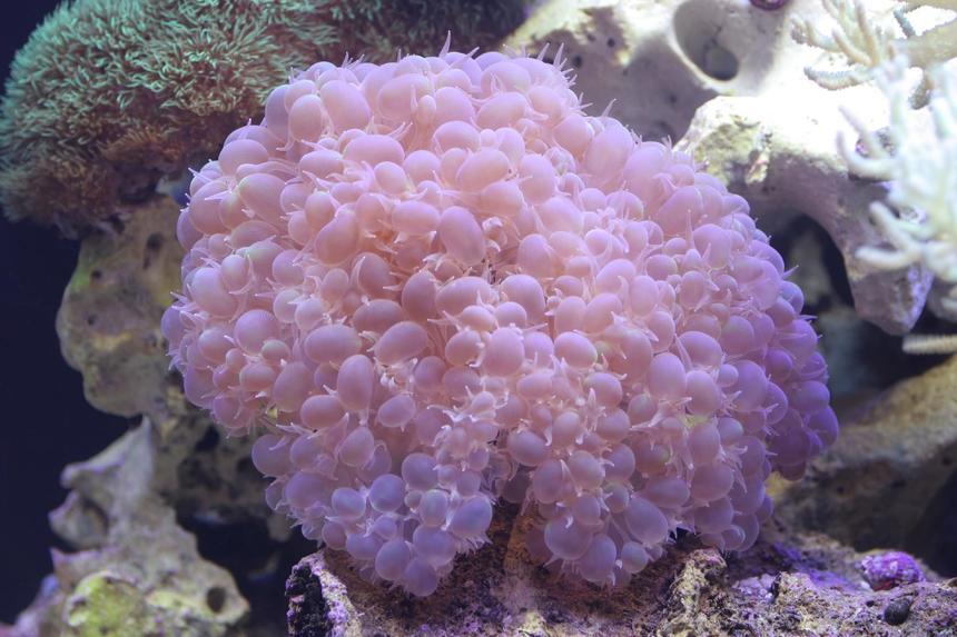 Rated #69: Corals Inverts - Plerogyra Sinuosa - Bubble Coral Stocking In 300 Gallons Tank - Bubble Again...