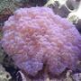corals inverts - plerogyra sinuosa - bubble coral stocking in 300 gallons tank - Bubble Again...