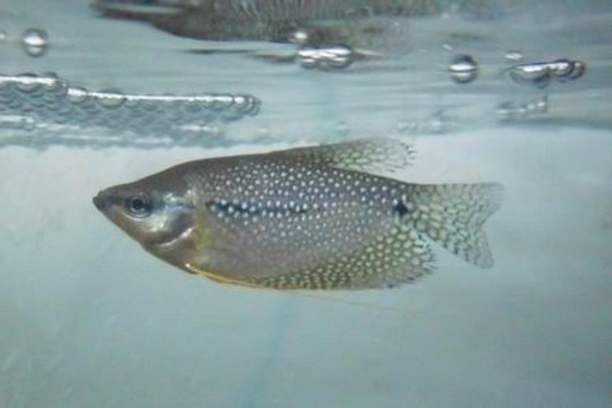 Rated #137: Freshwater Fish - Trichogaster Leeri - Pearl Gourami Stocking In 18 Gallons Tank - male pearl gourami.............bush