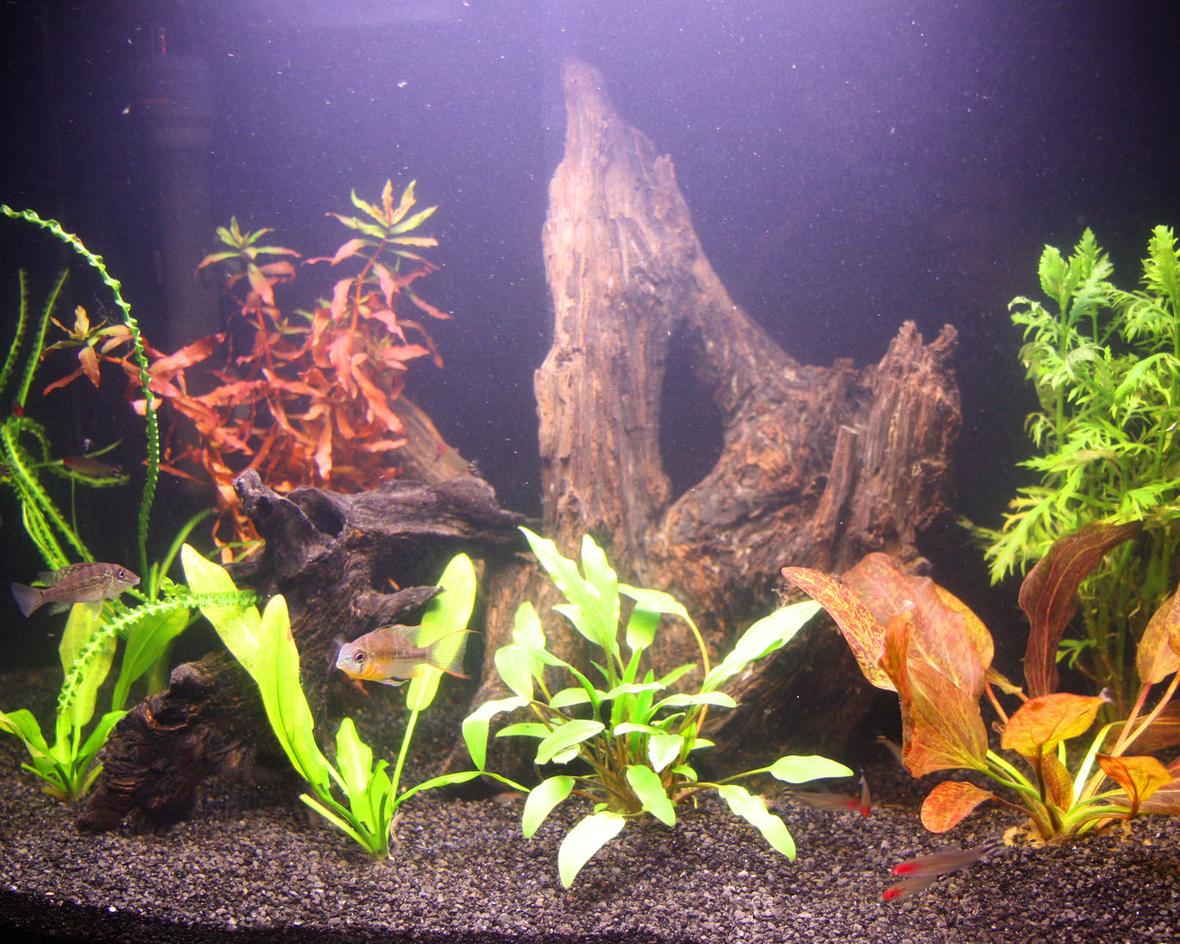 20 gallons planted tank (mostly live plants and fish) - My tank after a couple of months - I think it's going through a second cycle.