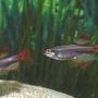freshwater fish - tanichthys albonubes - long fin white cloud stocking in 30 gallons tank - Long Finned White Clouds