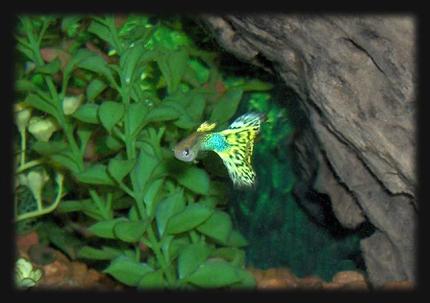 freshwater fish - poecilia reticulata - lemon cobra guppy stocking in 30 gallons tank - Guppy
