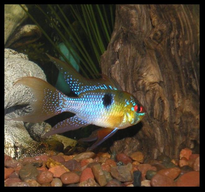freshwater fish - papiliochromis ramirezi - german blue ram stocking in 30 gallons tank - German Blue Ram