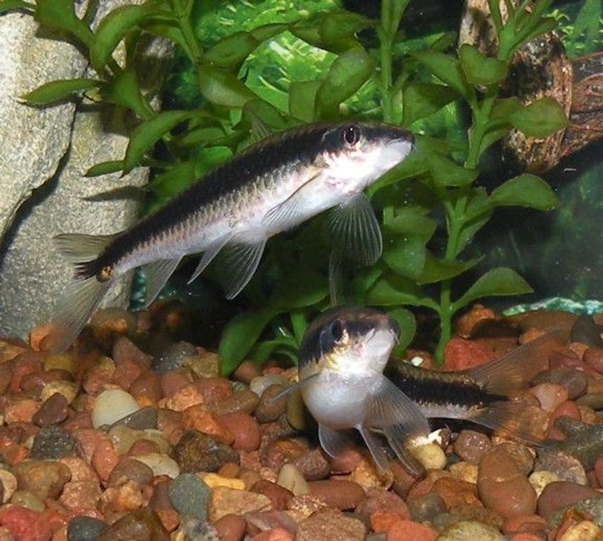 Rated #54: Freshwater Fish - Crossocheilus Siamensis - Siamese Algae Eater Stocking In 30 Gallons Tank - Siamese Algae Eater