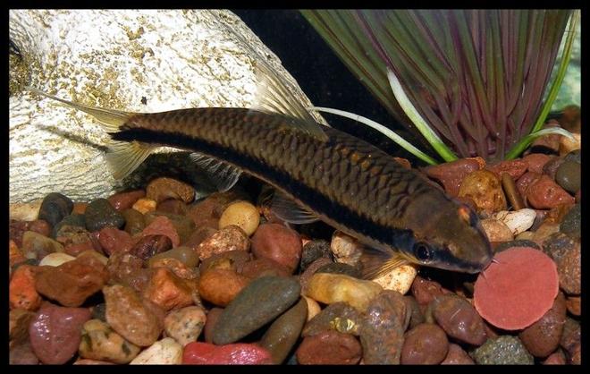 freshwater fish - crossocheilus siamensis - siamese algae eater stocking in 30 gallons tank - Siamese Algae Eater
