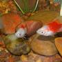 freshwater fish - xiphophorus maculatus - platy stocking in 30 gallons tank - Platys