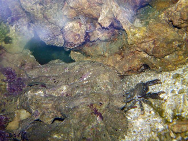 corals inverts - mithraculus sculptus - emerald crab stocking in 20 gallons tank - Two Mystery Crabs. Can you find them?