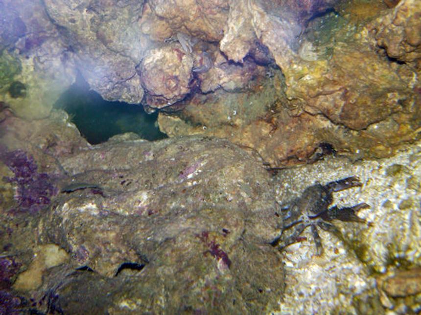 Rated #34: Corals Inverts - Mithraculus Sculptus - Emerald Crab Stocking In 20 Gallons Tank - Two Mystery Crabs. Can you find them?