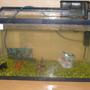 10 gallons freshwater fish tank (mostly fish and non-living decorations) - my beuytiful tank with my 3 favrite guys aahaha.