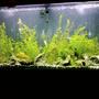 90 gallons freshwater fish tank (mostly fish and non-living decorations) - my cichlid tank