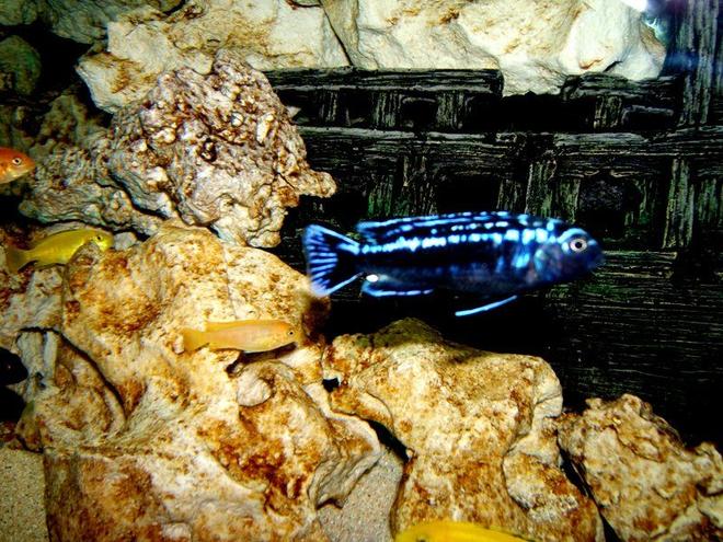 freshwater fish - beaufortia kweichowensis stocking in 90 gallons tank - Mbuna