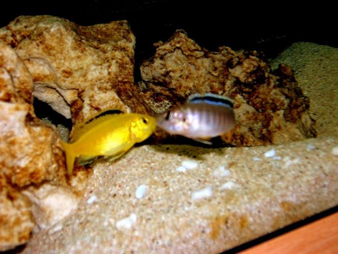 freshwater fish - labidochromis caeruleus - electric yellow cichlid stocking in 90 gallons tank - Labidochromis Caeruleus liplocking with Tropheops red fin Kakusa, both juvenille fish