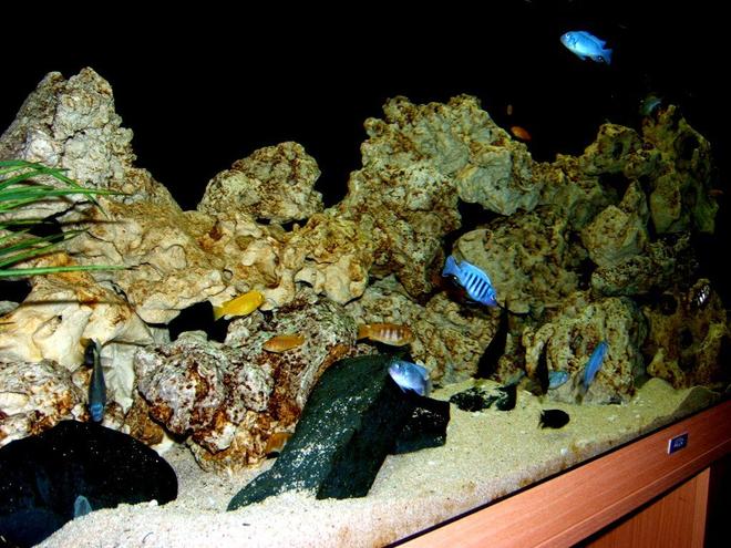 90 gallons freshwater fish tank (mostly fish and non-living decorations) - malawi tank