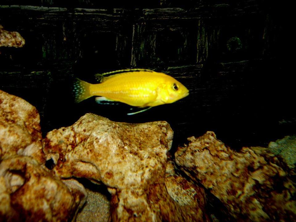 freshwater fish - labidochromis caeruleus - electric yellow cichlid stocking in 90 gallons tank - Labidochromis caeruleus (yellow lab)
