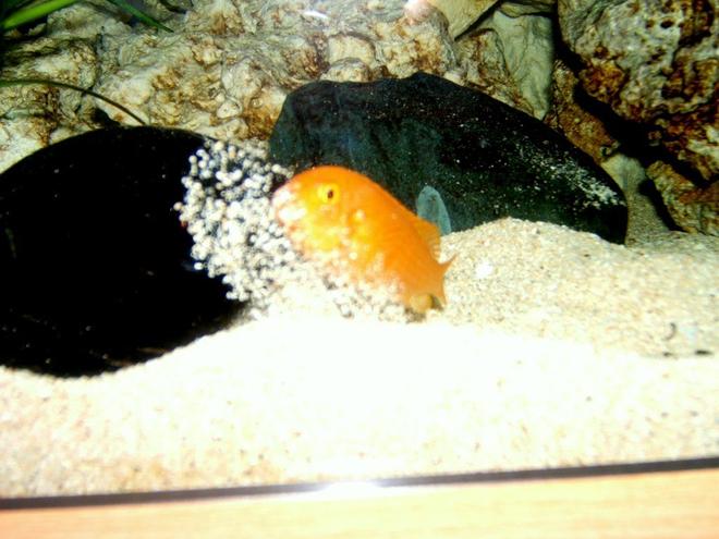 freshwater fish - pseudotropheus estherae - red zebra cichlid stocking in 90 gallons tank - Spitting sand