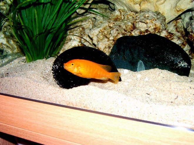 freshwater fish stocking in 90 gallons tank