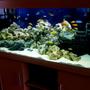 fish tank picture - Malawi tank