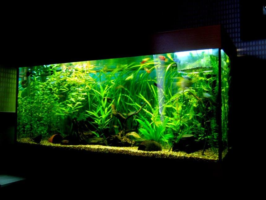 Rated #7: 90 Gallons Planted Tank - Rio 180 planted tank
