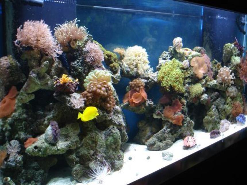 Rated #7: 180 Gallons Reef Tank - the magic kingdom