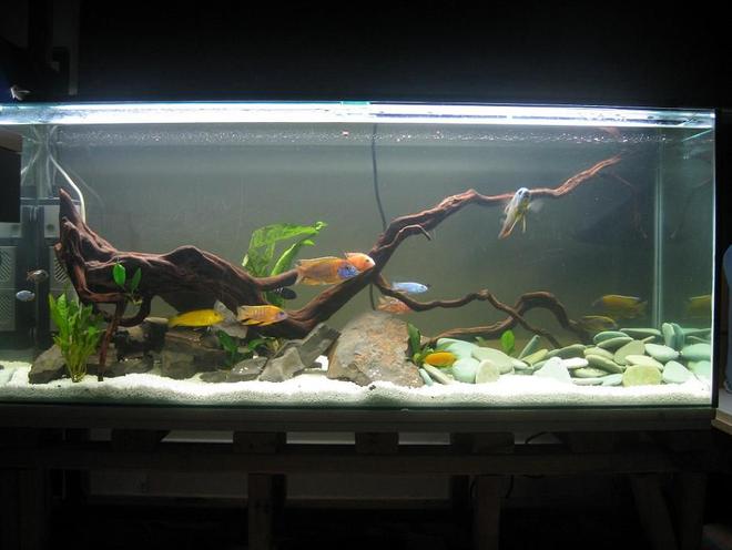 60 gallons freshwater fish tank (mostly fish and non-living decorations) - 230L African Malawi Cichlid tank