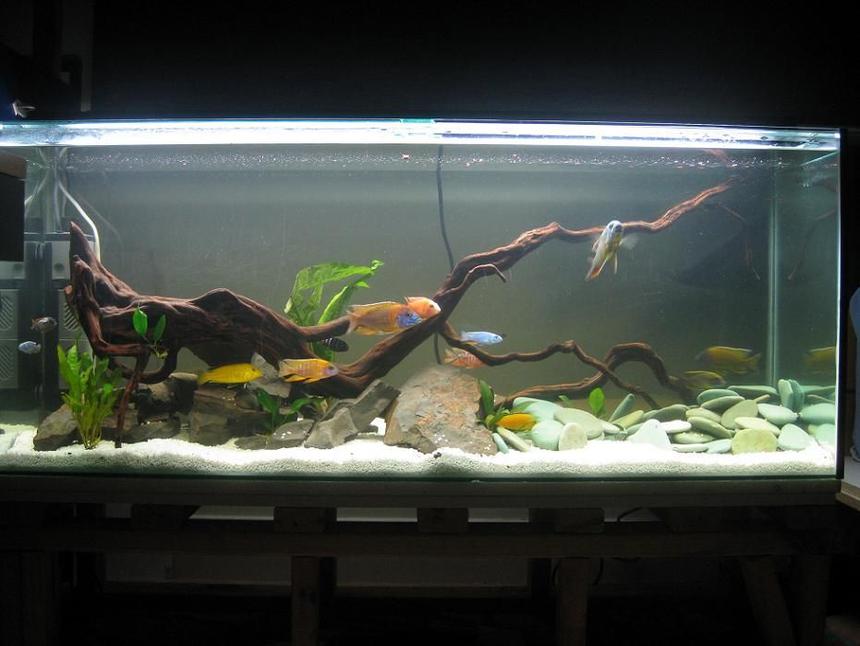 Rated #57: 60 Gallons Freshwater Fish Tank - 230L African Malawi Cichlid tank