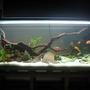 fish tank picture - ignor the mirror in the back, my fish like to look at it sometimes, please dont think im weird haha