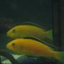 freshwater fish - labidochromis caeruleus - electric yellow cichlid stocking in 60 gallons tank - Electric Yellow in the mirror
