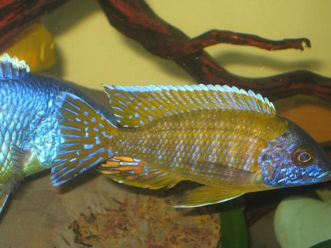 freshwater fish - aulonocara sp. - german red peacock stocking in 60 gallons tank - Cichlid