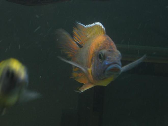 freshwater fish - copadichromis borleyi - yellowfin borleyi cichlid stocking in 60 gallons tank - Peacock