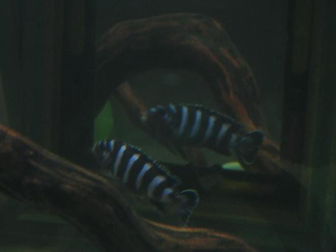 freshwater fish - pseudotropheus demasoni - demasoni cichlid stocking in 60 gallons tank - Demasoni