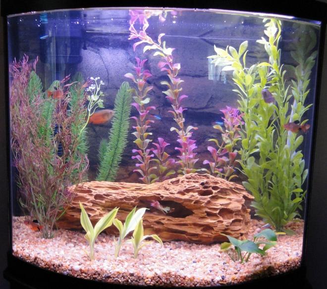 16 gallons freshwater fish tank (mostly fish and non-living decorations) - 16 gallon bow (April 01, 2010)
