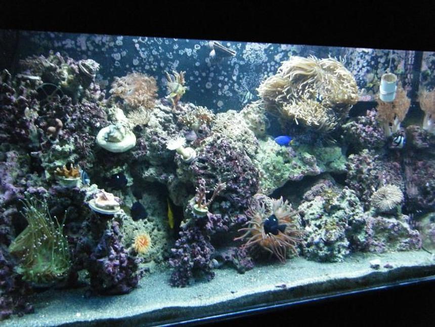 Rated #84: 50 Gallons Reef Tank - New updated pic of my reef!