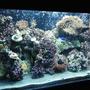50 gallons reef tank (mostly live coral and fish) - New updated pic of my reef!