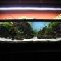 70 gallons planted tank (mostly live plants and fish) - The 40 gallon tank