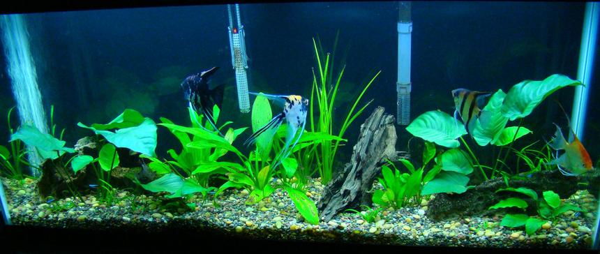 Rated #130: 55 Gallons Planted Tank - 55 gallon, all live plants. more to come.