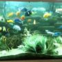 350 gallons freshwater fish tank (mostly fish and non-living decorations) - 350 Gallon Cichlid tank running over 5 years. Check out my YouTube videos under the user name Therelimic