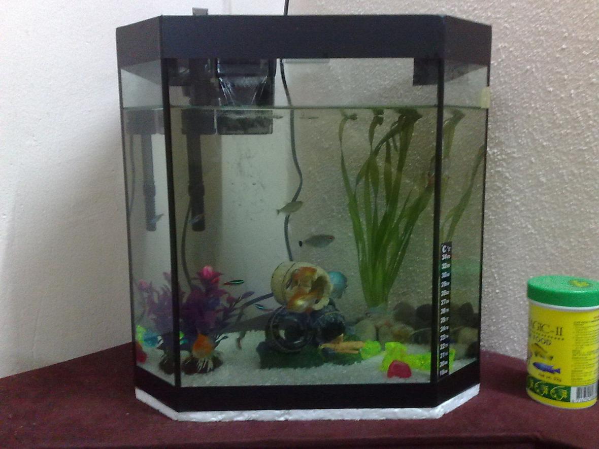 5 gallons freshwater fish tank (mostly fish and non-living decorations) - Hi guys..hope you can give comments about my tank..sorry if the pic a bit far! i know my tank just a simple 1 but hope you guys give a fair rate..