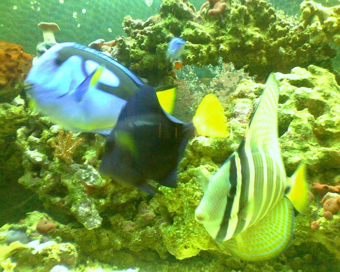 saltwater fish - paracanthurus hepatus - blue tang stocking in 90 gallons tank - my big babies