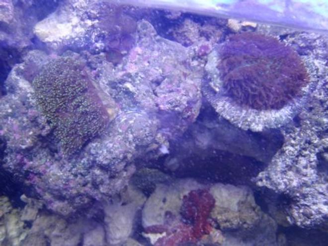 corals inverts - euphyllia cristata - grape coral stocking in 225 gallons tank - coral