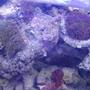 corals inverts - euphyllia cristata - grape coral stocking in 225 gallons tank - coral