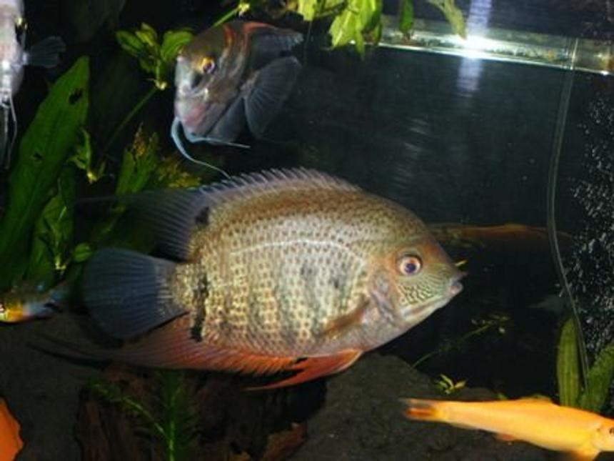 Rated #412: Freshwater Fish - Heros Serverus - Green Severum Stocking In 125 Gallons Tank - green heros severum