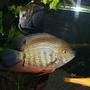 freshwater fish - heros serverus - green severum stocking in 125 gallons tank - green heros severum