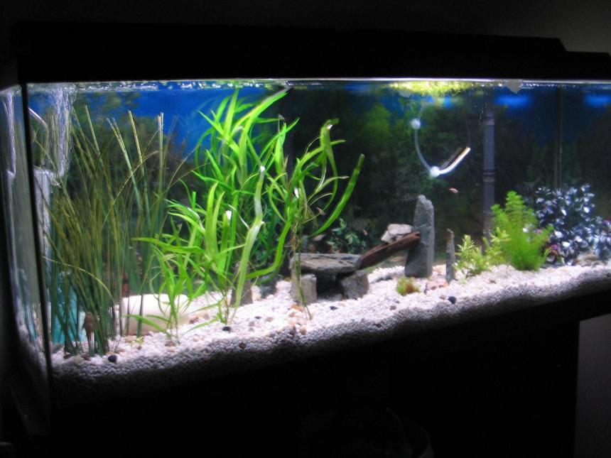 Rated #184: 55 Gallons Planted Tank - just set up 5 weeks ago doing great