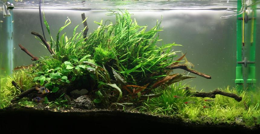 Rated #20: 40 Gallons Planted Tank - 3ft planted tank