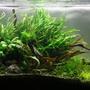 40 gallons planted tank (mostly live plants and fish) - 3ft planted tank