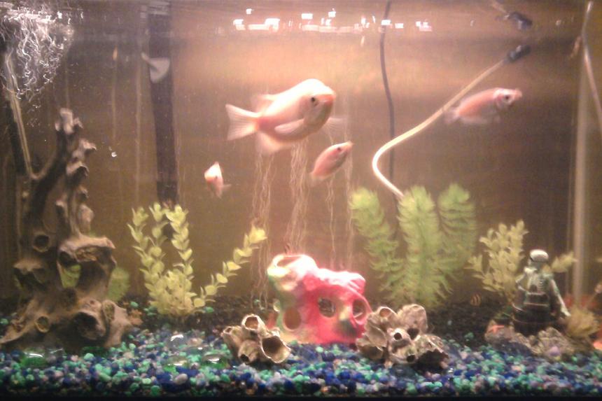 Rated #347: 29 Gallons Freshwater Fish Tank - 29 gallon tank with Pink Kissing Gouramis and Tiger Barbs. Tank is 6 years old as is the large Gourami in the photo.